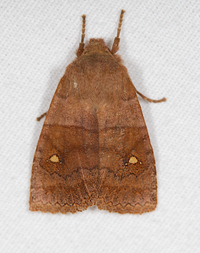 Eupsilia vinulenta