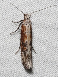 Gnorimoschema gallaeasterella