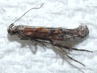 Gnorimoschema gallaeasterella