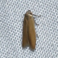 Holcocera immaculella