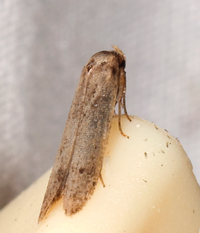 Hypatopa new species 1