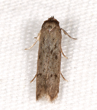 Hypatopa new species 1