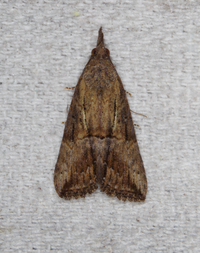 Hypena scabra