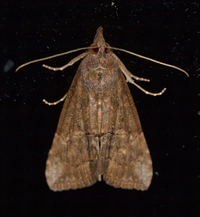 Hypena scabra