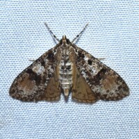 Palpita magniferalis