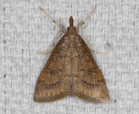 Udea rubigalis