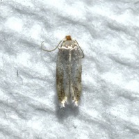 Zimmermannia mesoloba