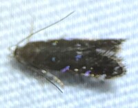 Strobisia iridipennella