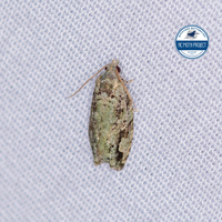 Proteoteras moffatiana