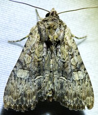 Apamea quinteri