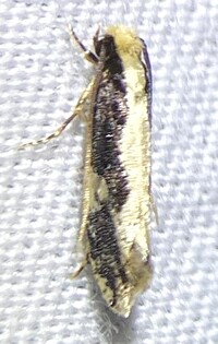 Monopis dorsistrigella