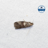 Acrobasis unidentified species