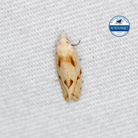 Aethes unidentified species