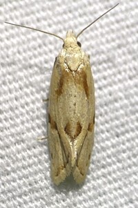 Aethes unidentified species