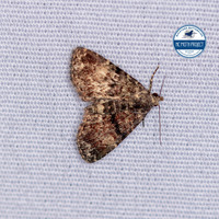 Metalectra richardsi