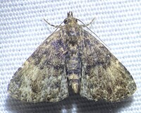 Metalectra richardsi