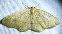 Lambdina fervidaria