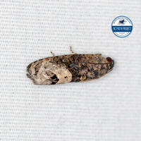 Ecdytolopha insiticiana