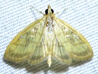 Crocidophora tuberculalis