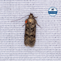 Chionodes unidentified species