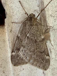 Alsophila pometaria