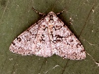 Phigalia denticulata