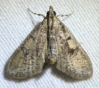 Palpita unidentified species