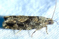 Gretchena concitatricana