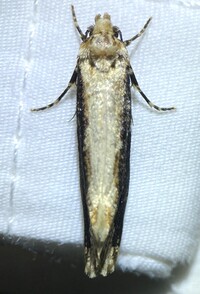 Scardia amurensis