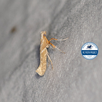 Povolnya quercinigrella