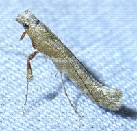 Povolnya quercinigrella