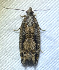 Gretchena concitatricana