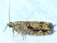 Gretchena concitatricana