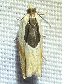 Ancylis unidentified species