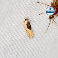 Ancylis unidentified species