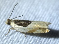 Ancylis unidentified species