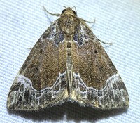 Hypena abalienalis