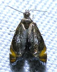 Prochoreutis inflatella