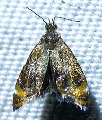 Prochoreutis inflatella