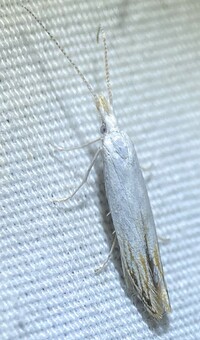 Coleophora unidentified species