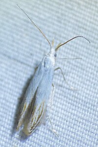 Coleophora unidentified species