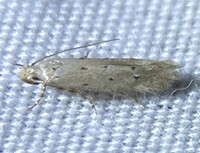 Coleotechnites unidentified species