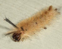 Halysidota tessellaris