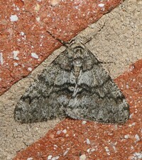 Phigalia strigataria