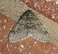 Phigalia denticulata