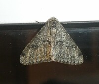 Phigalia denticulata