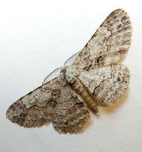 Iridopsis defectaria