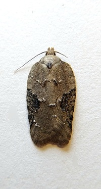 Acleris chalybeana