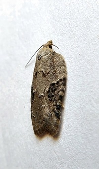 Acleris chalybeana