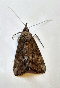 Hypena scabra